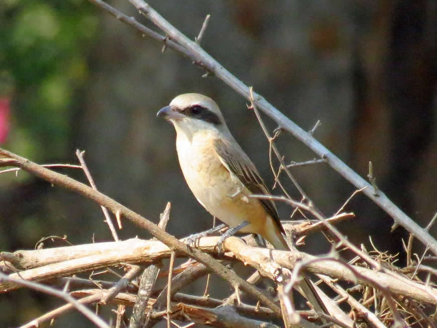 long tailed shrike